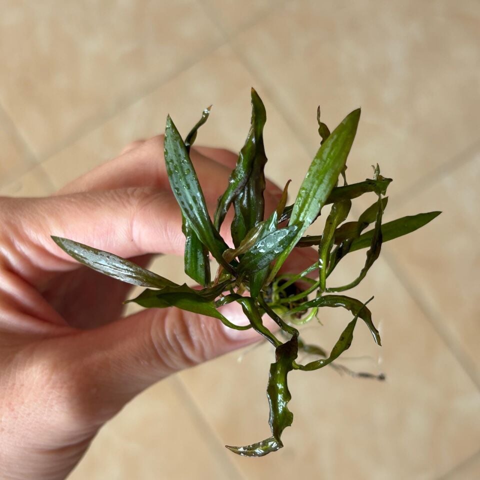 Cryptocoryne spiralis TİGER EX VITRO PLUS