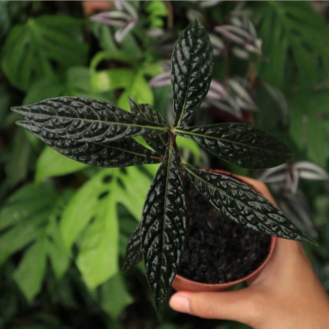 Ardisia odontophylla Wallich ex A.DC.