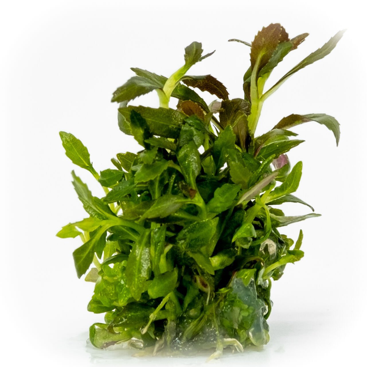 Limnophila aromatica EXVITRO