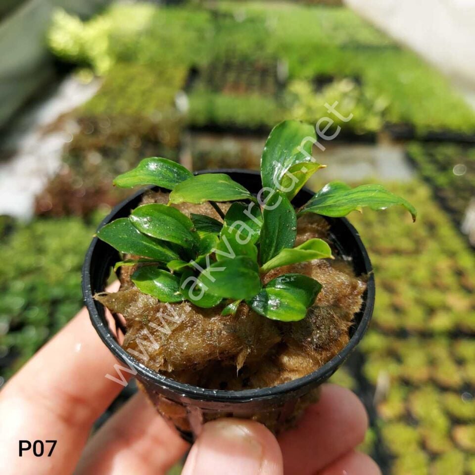 Piptospatha ridleyi EX VITRO PLUS