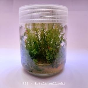 Rotala wallichi IN VITRO JAR (KAVANOZ)