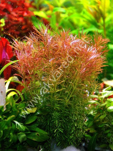 Rotala wallichi IN VITRO JAR (KAVANOZ)