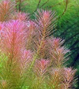 Rotala wallichi BUKET 