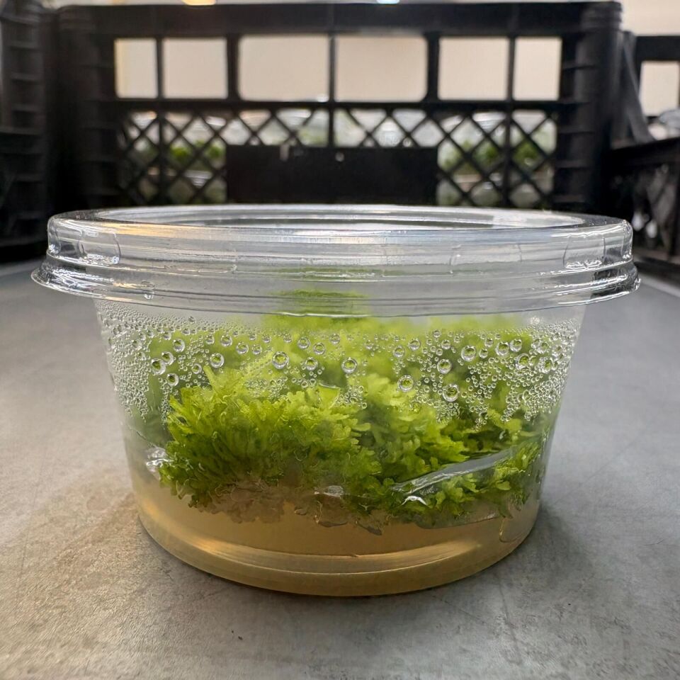 Riccia fluitans EX VITRO PLUS