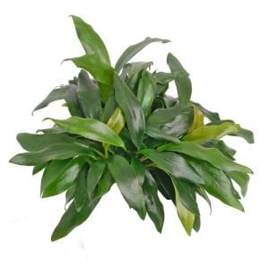 Anubias dragon claw ADET ÖN SİPARİŞ