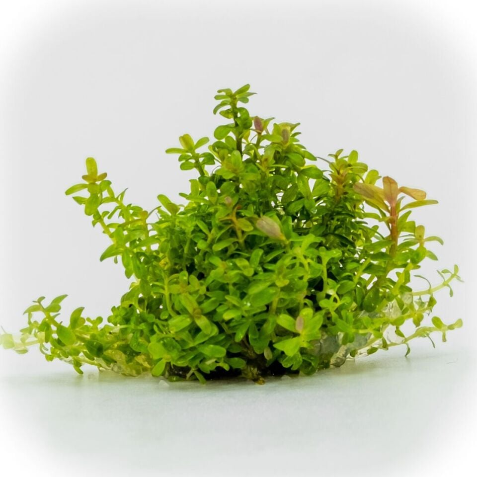Rotala blood red EX VITRO PLUS
