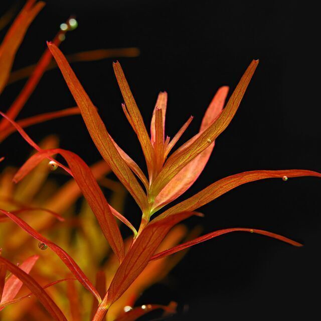 Rotala blood red EX VITRO PLUS