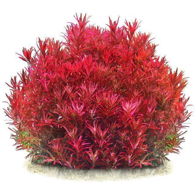 Rotala blood red EX VITRO PLUS