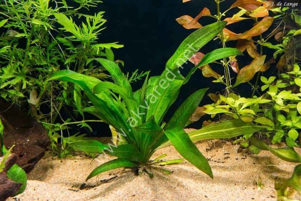 Echinodorus amazonicus SAKSI