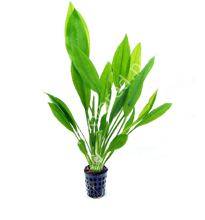 Echinodorus amazonicus SAKSI