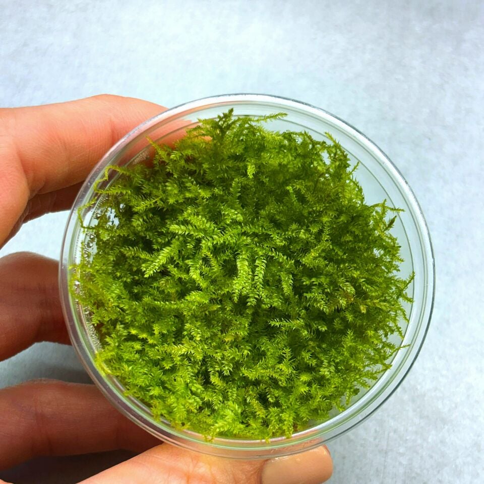 Vesicularia montagnei Christmas In Vitro Cup