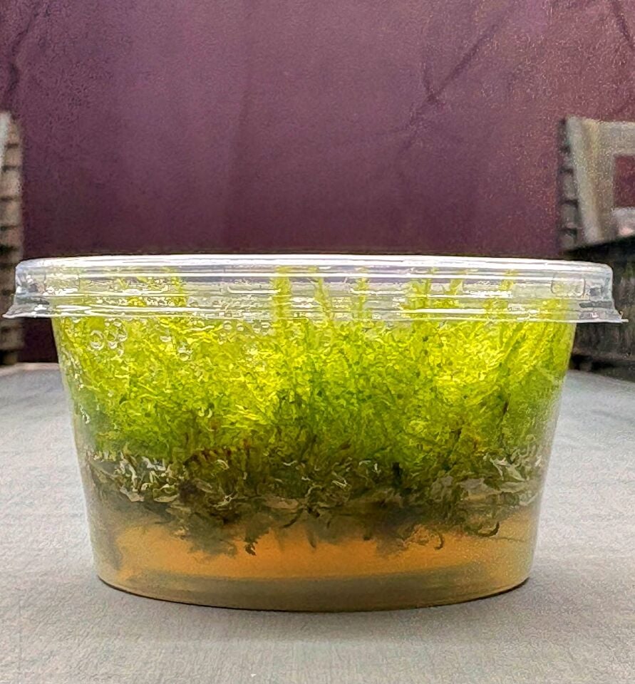 Vesicularia montagnei Christmas Moss IN VITRO