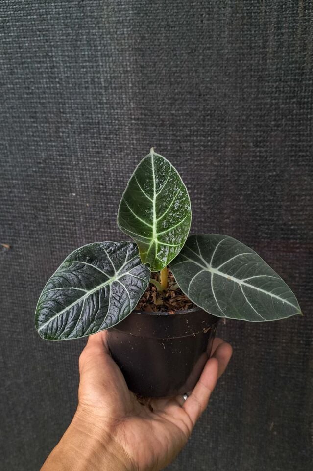 Alocasia black Velvet