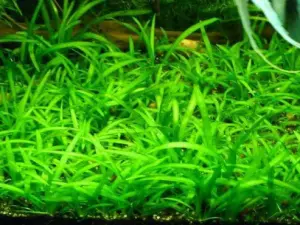 Sagittaria subulata SAKSI