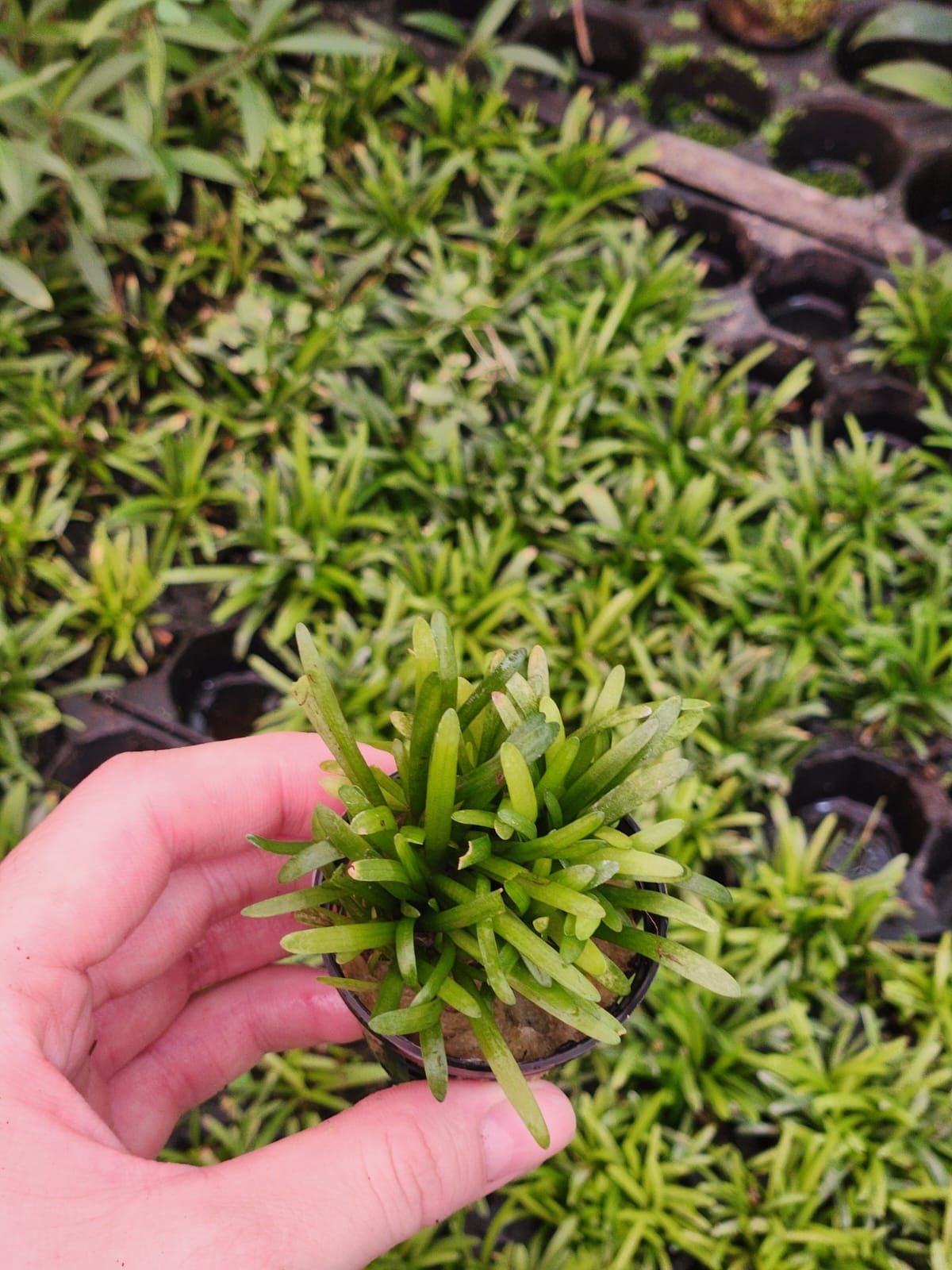 Sagittaria subulata SAKSI