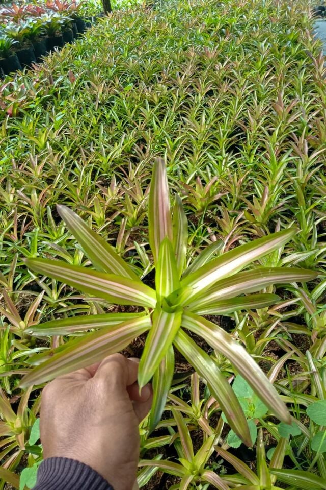 Bromelia tricolor