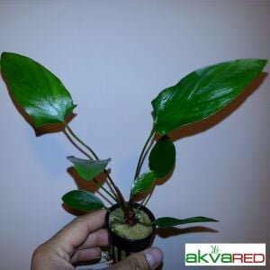 Anubias hastifolia ADET