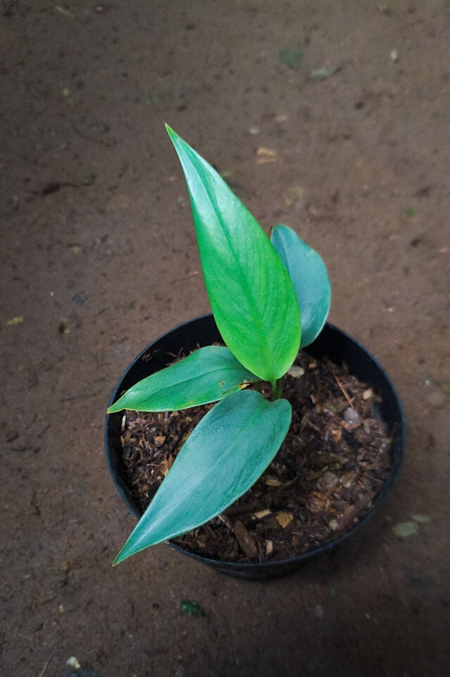 Epipremium giganteum silver