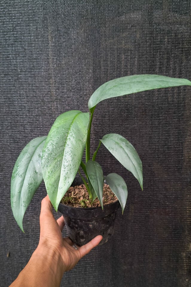 Epipremium giganteum silver