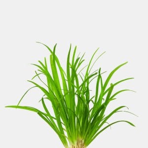 Sagittaria subulata BUKET 