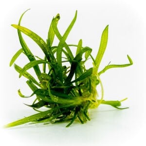 Sagittaria subulata EXVITRO