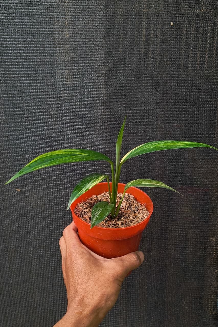 Epipremium amplissimum variegata