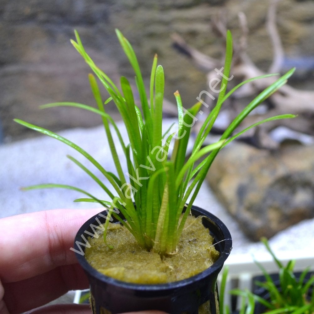 Sagittaria subulata EXVITRO