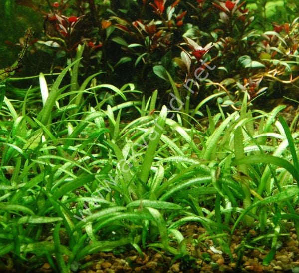 Sagittaria subulata EXVITRO