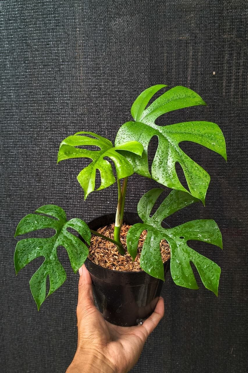 Rhaphidophora tetrasperma monstera mini