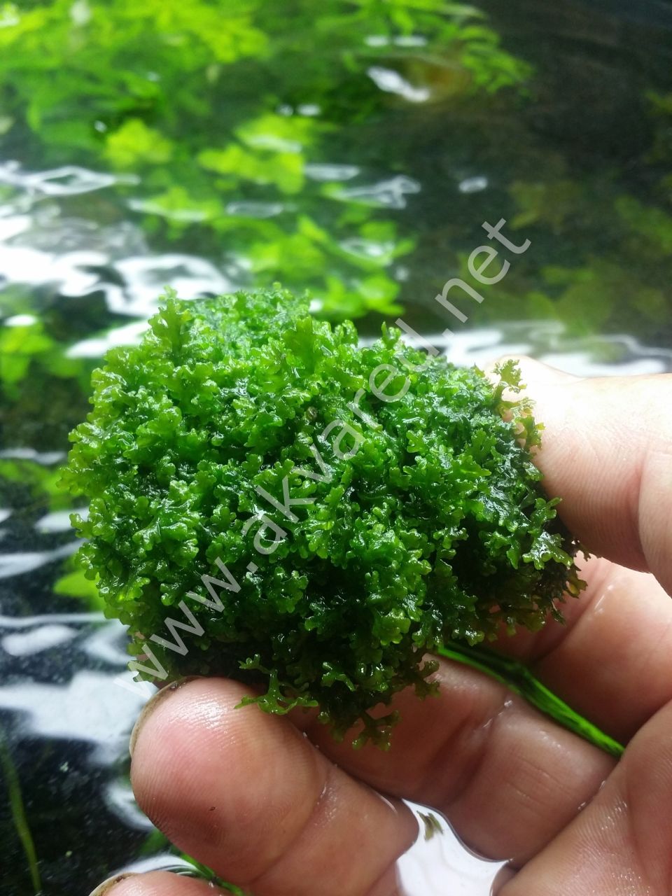 Riccardia chamedryfolia / Mini Pellia Moss 5 gr.