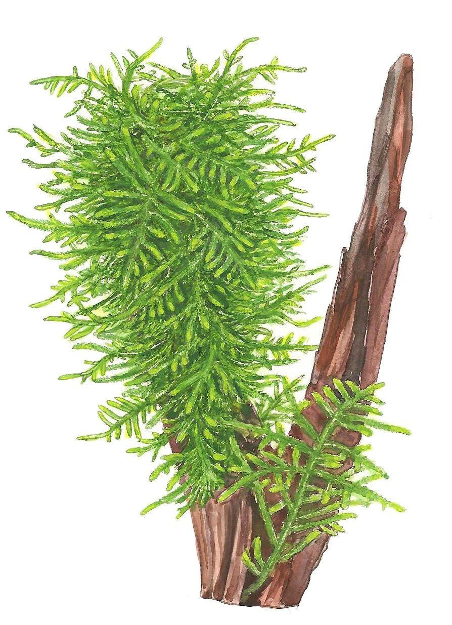 Taxiphyllum sp. Spiky Moss IN VITRO