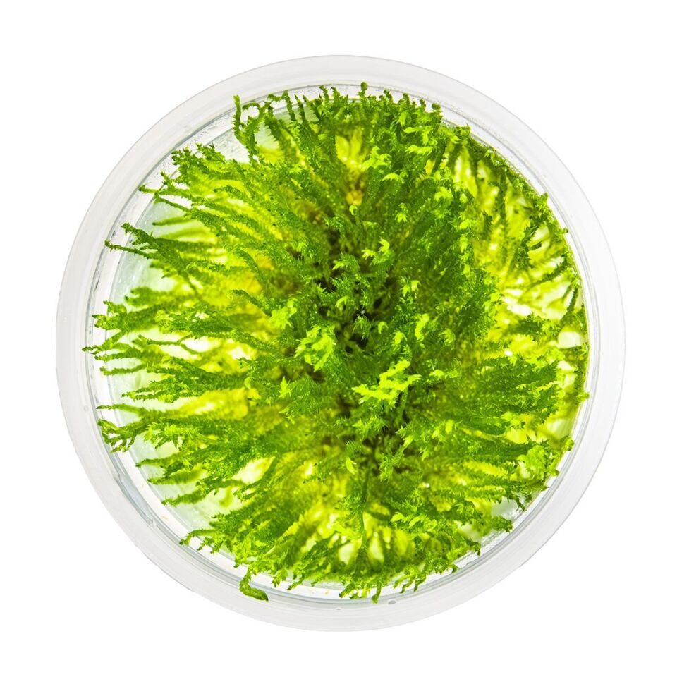 Taxiphyllum sp. Spiky Moss IN VITRO