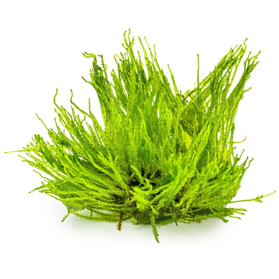 Taxiphyllum sp. Spiky Moss IN VITRO