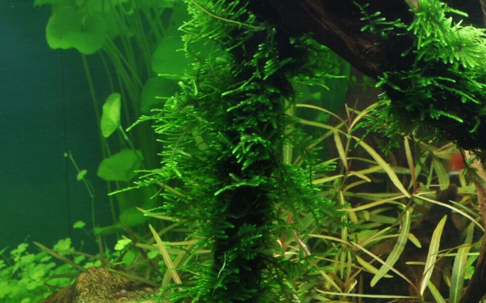 Taxiphyllum sp. Spiky Moss IN VITRO
