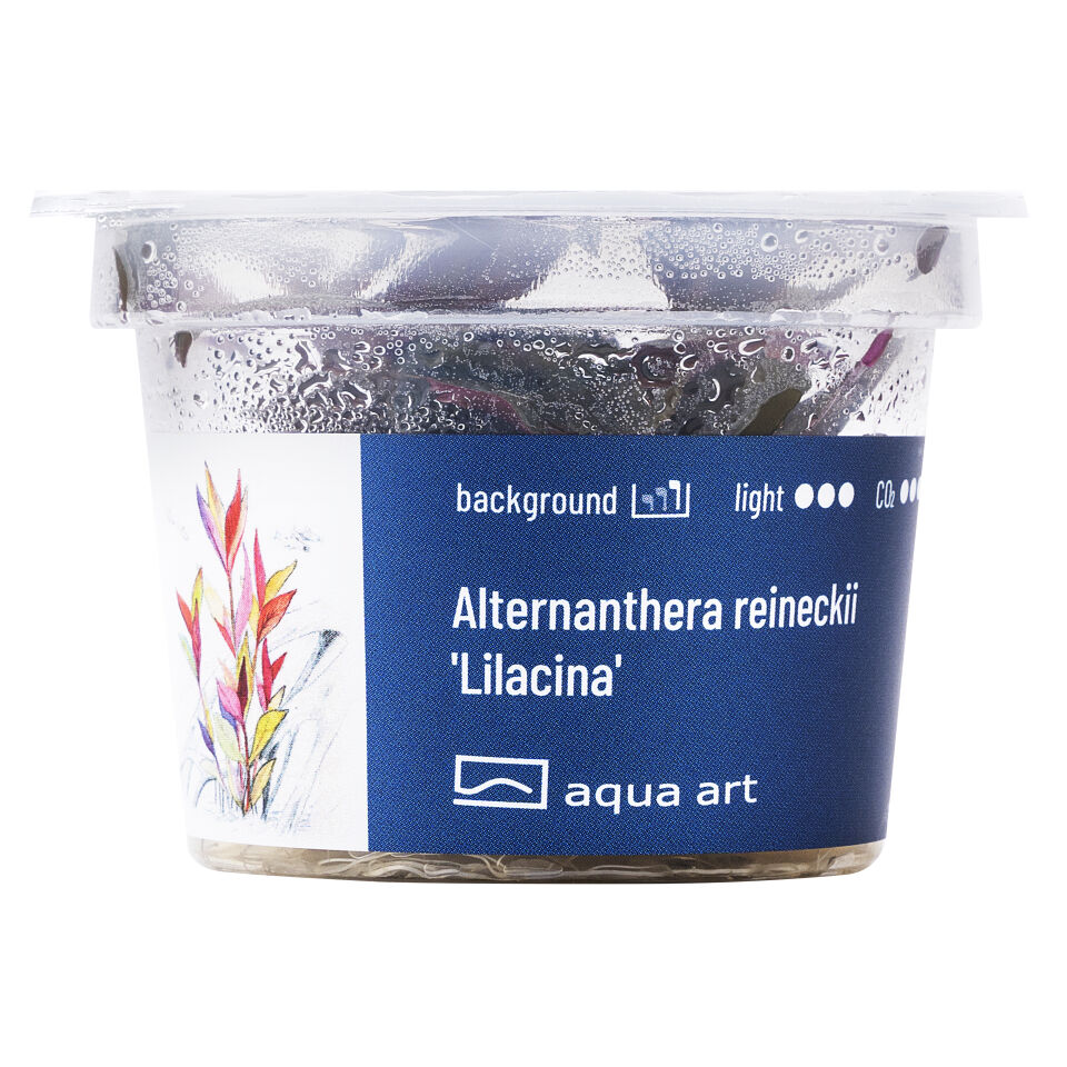 AQUA ART Alternanthera reineckii Lilacina ÖN SİPARİŞ