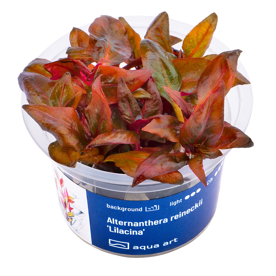 AQUA ART Alternanthera reineckii Lilacina ÖN SİPARİŞ