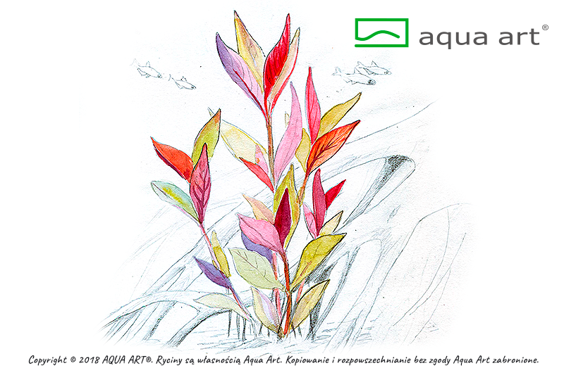 AQUA ART Alternanthera reineckii Lilacina ÖN SİPARİŞ