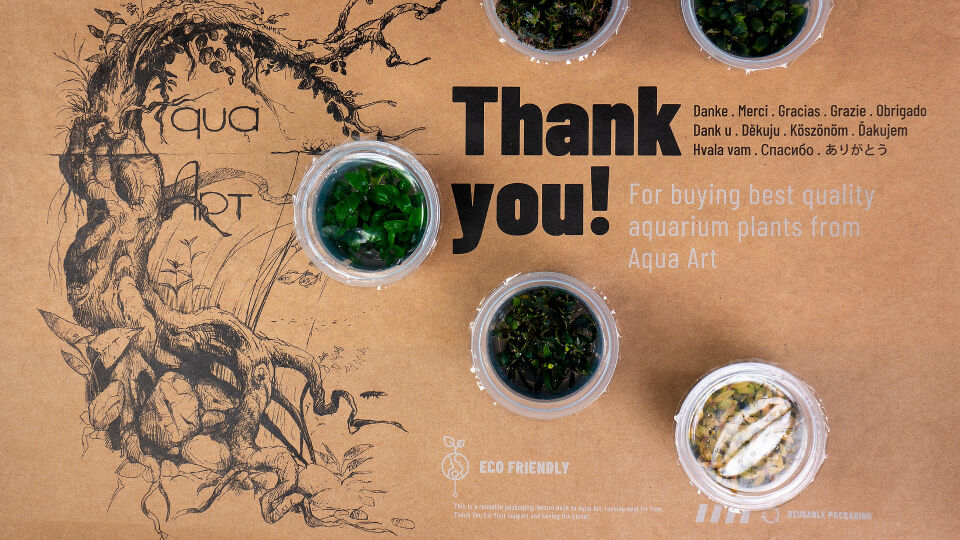 AQUA ART Alternanthera reineckii Lilacina ÖN SİPARİŞ