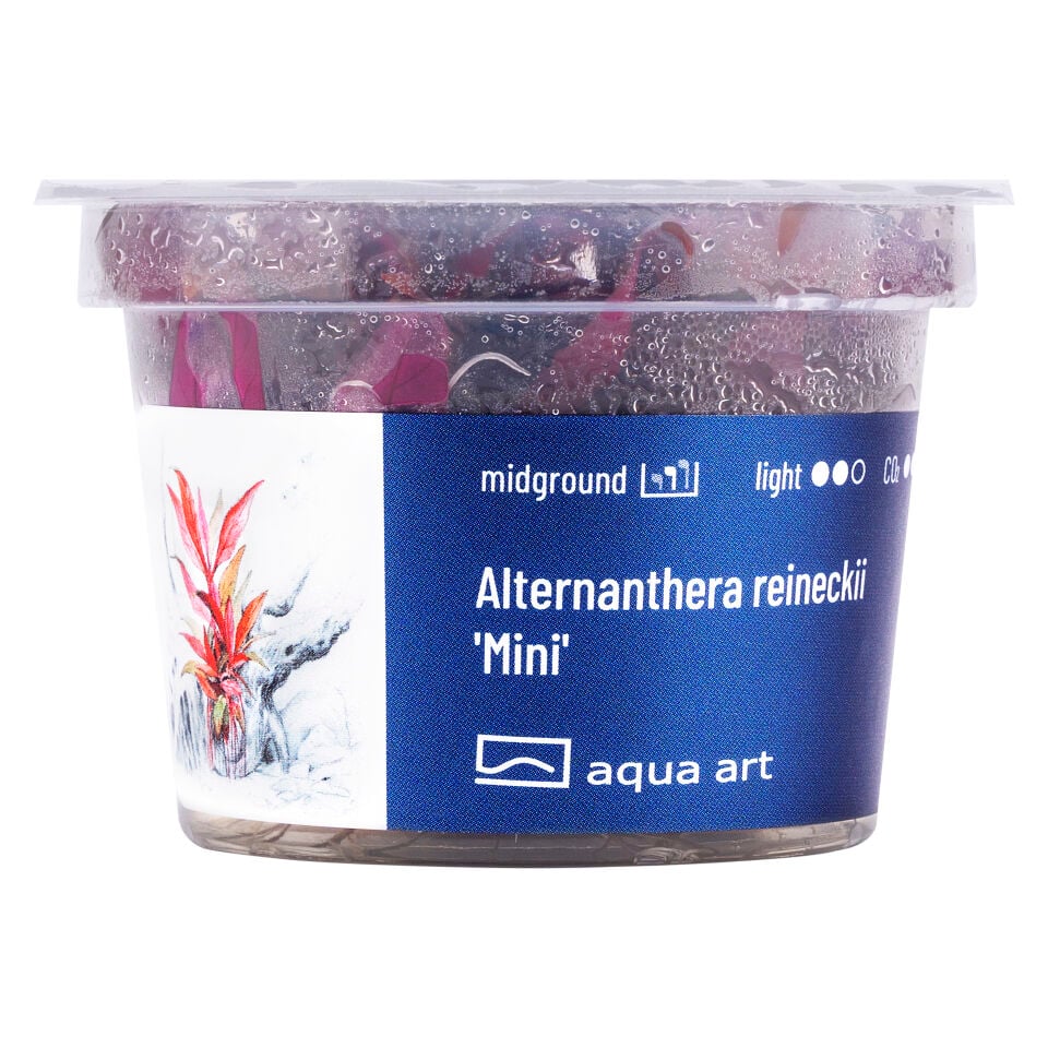 AQUA ART Alternanthera reineckii Mini ÖN SİPARİŞ
