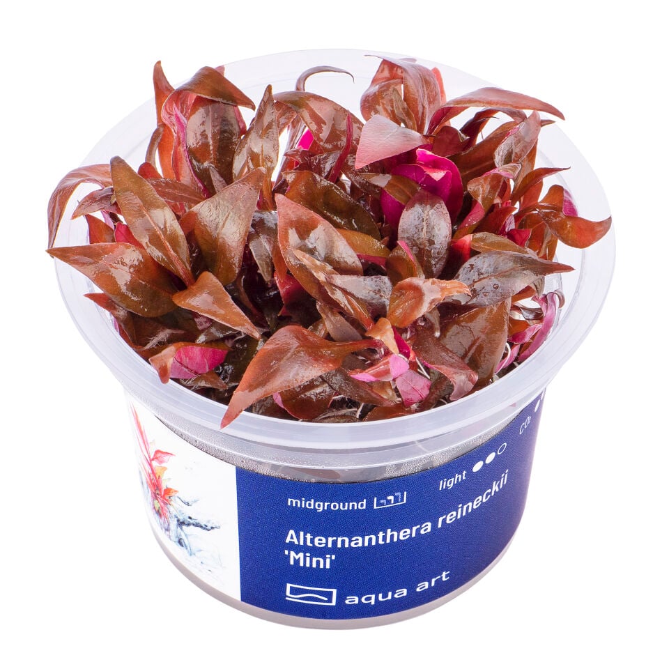 AQUA ART Alternanthera reineckii Mini ÖN SİPARİŞ