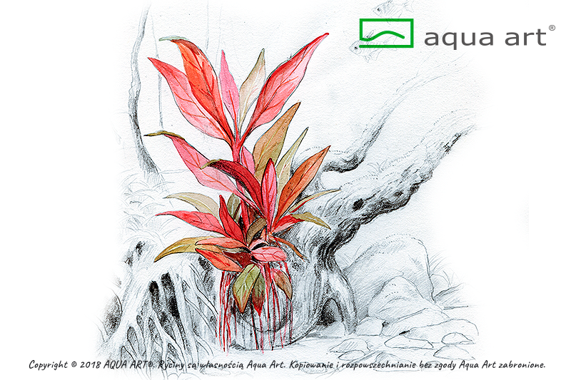 AQUA ART Alternanthera reineckii Mini ÖN SİPARİŞ