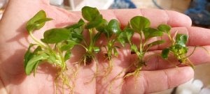 Anubias heterophylla mini EXVITRO