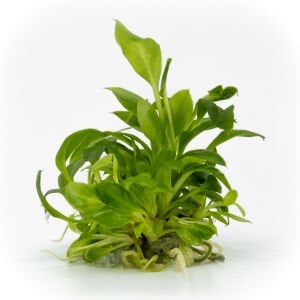 Anubias heterophylla mini EXVITRO