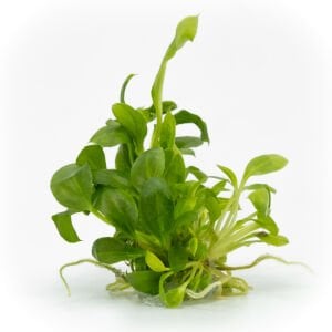 Anubias heterophylla mini EXVITRO