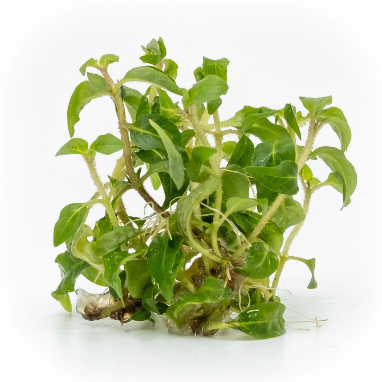 Staurogyne porto velho EXVITRO