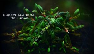 Bucephalandra belindae 20x30cm DEV PORSİYON - ÖN SİPARİŞ
