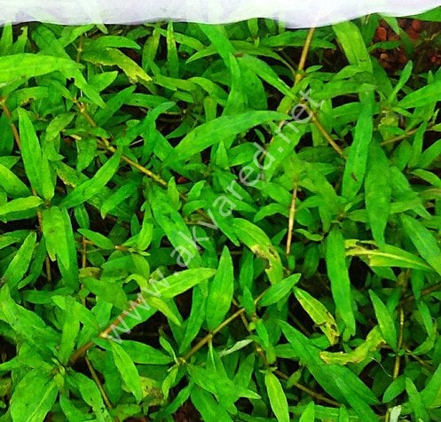 Staurogyne porto velho EXVITRO