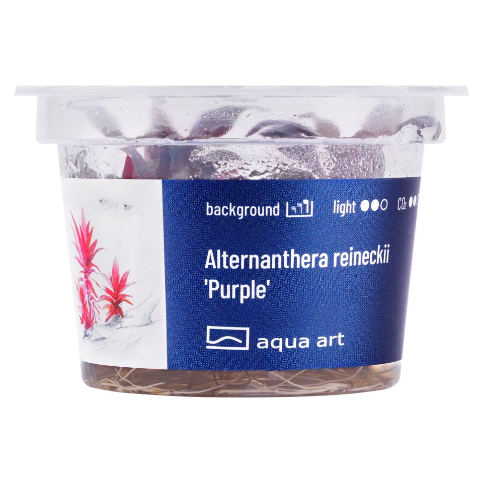 AQUA ART Alternanthera reineckii Purple ÖN SİPARİŞ