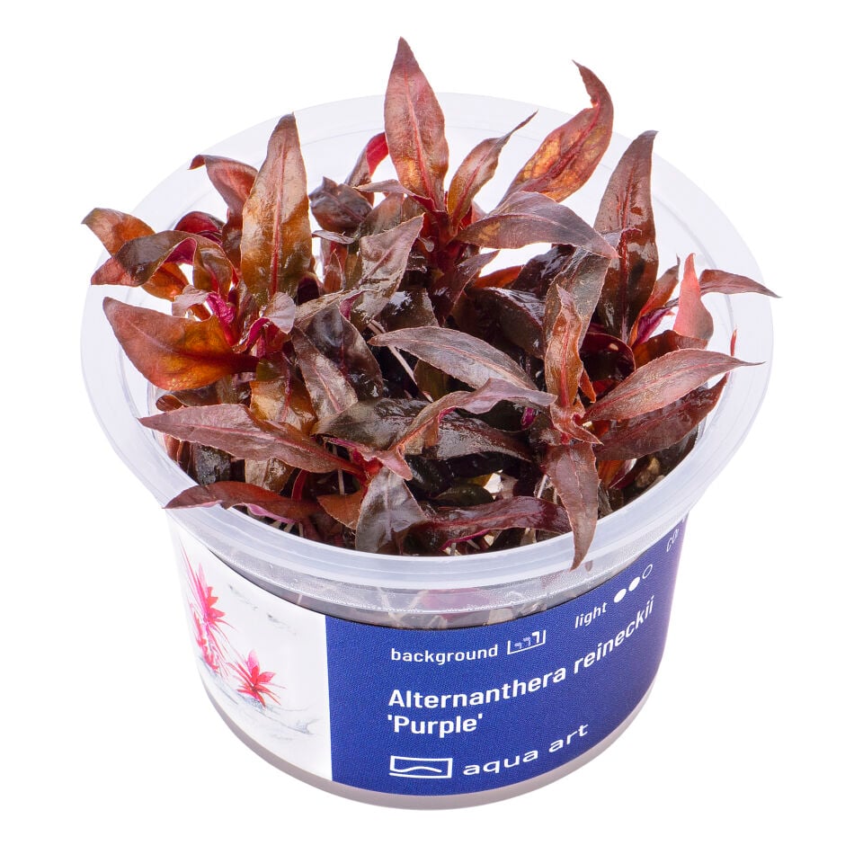 AQUA ART Alternanthera reineckii Purple ÖN SİPARİŞ