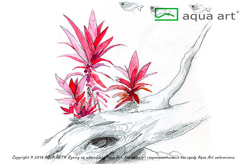 AQUA ART Alternanthera reineckii Purple ÖN SİPARİŞ